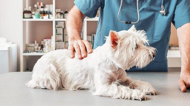 Royal Canin connects pet owners to trusted veterinary professionals, champions improved healthcare of pets in the Philippines